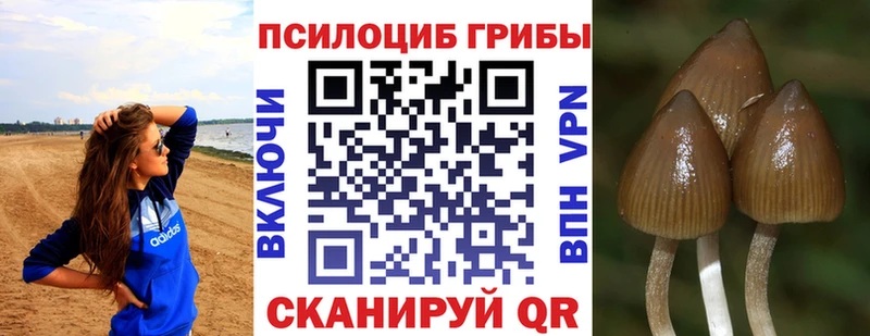 купить наркотики цена  Новодвинск  Псилоцибиновые грибы мухоморы 